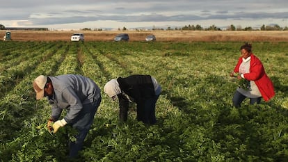 Esta iniciativa daría oportunidad a miles de mexicanos y centroamericanos a trabajar de manera legal en Estados Unidos.