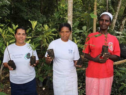 Mulheres trabalham na recuperação de bosques no interior de São Paulo.