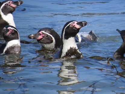 Varios pingüinos sumergidos en el mar.