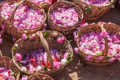 Cestos con rosa damascena. 