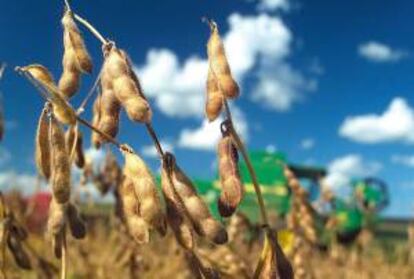 Los compradores de semillas de soja de Monsanto -que están modificadas para hacer frente al herbicida Roundup, que la misma compañía fabrica- deben firmar un contrato por el que se comprometen a no guardar las semillas que resulten de la cosecha. EFE/Archivo