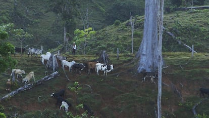 Ganaderos en un área deforestada, en una imagen del documental.