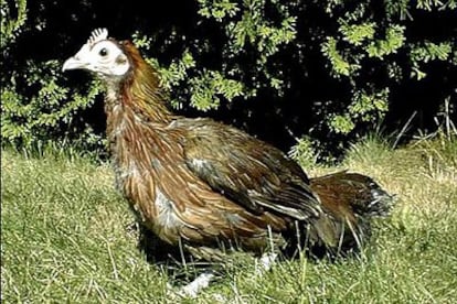 Un ejemplar de la raza asiática <i>Red Jungle Fowl</i> (<i>Gallus gallus</i>), la base del estudio.