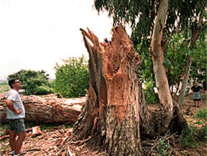 El temporal tumbó en Llombai un ciprés de 200 años.