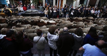 Con motivo de los 25 años de la Fiesta, el Ayuntamiento ha ampliado el recorrido habitual del rebaño y de los grupos acompañantes desde Cibeles hasta Neptuno por el Paseo del Prado, y regreso a Cibeles.