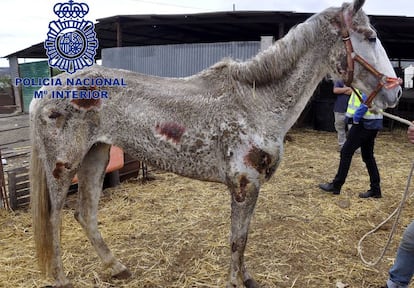 One of the sick and starving horses found on the property.