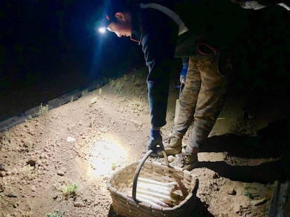 RECOLECTANDO ESPÁRRAGOS EN LAS HUERTAS DE MENDAVIA, PRÁCTICA NOCTURNA / CAPEL