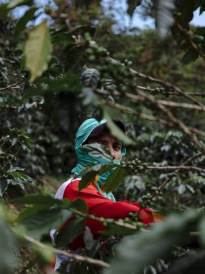 Un recolector, en una finca de Gigante (Huila).