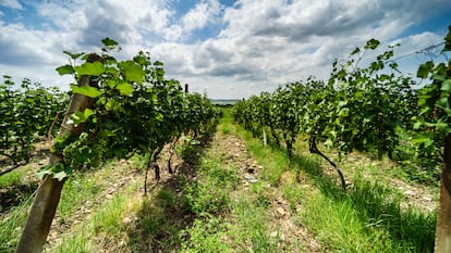 Viñedo en la región de Kajetia, en Georgia.