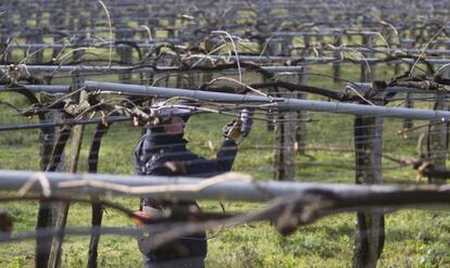 Plantaci&oacute;n de uva de albari&ntilde;o en O Saln&eacute;s.