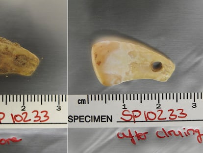 El colgante, hecho de un diente de ciervo, antes y después de la técnica de limpieza. Tras el lavado con fosfato sódico, ADN humano y del animal se quedó en la solución sin dañar la pieza.