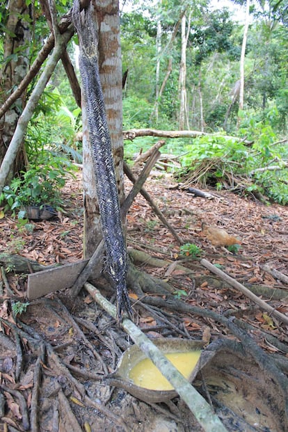 Uma das bases da alimentação do quilombola é a farinha de mandioca. A massa da farinha ainda úmida é colocada no espremedor, uma espécie de entrelaçado de cipó chamado tipiti, para extrair o tucupi, o líquido amarelo usado na culinária típica para molhos de aves e peixes.