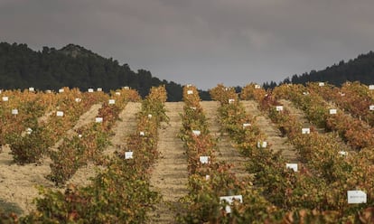 El acortamiento del periodo de maduración o plantas estresada son algunos efectos negativos del calor.