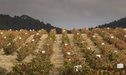 El acortamiento del periodo de maduración o plantas estresada son algunos efectos negativos del calor. 