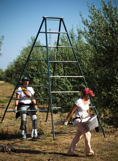 Las escaleras son transportadas junto cada uno de los olivos de más altura.