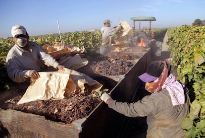 Trabajadores agrcolas recogen pasas en un vi?edo en Fresno, California, en una fotografa de archivo.