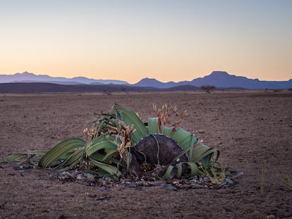 Welwitschia plant