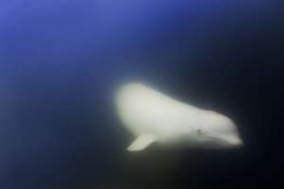 Una beluga en la bahía de Hudson (Canadá).