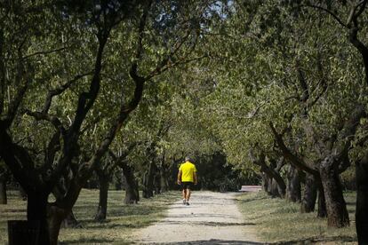 Un hombre pasea por un sendero entre los almendros de la Quinta de los Molinos. 