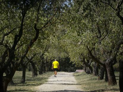 Un hombre pasea por un sendero entre los almendros de la Quinta de los Molinos. 