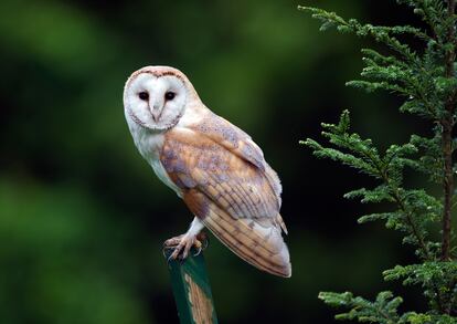 Lechuza común (Tyto alba) posada en una rama. 