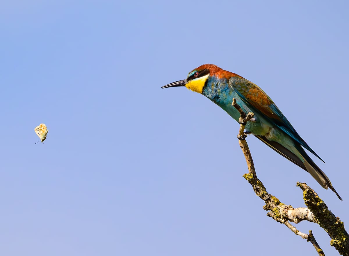 El secreto de las alas de las mariposas: cuanto más llamativas, más difícil es cazarlas
