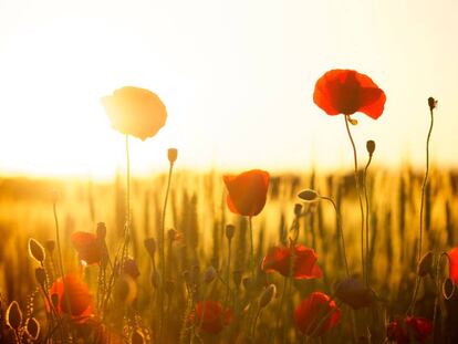 Así te ayuda la IA a identificar flores o árboles con el móvil