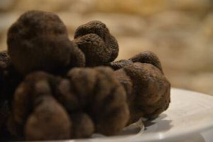 Trufas negras en la localidad castellonense.