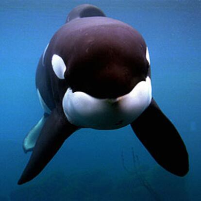 La orca <i>Keiko,</i> en un tanque del Acuarium de Oregón en 1998.