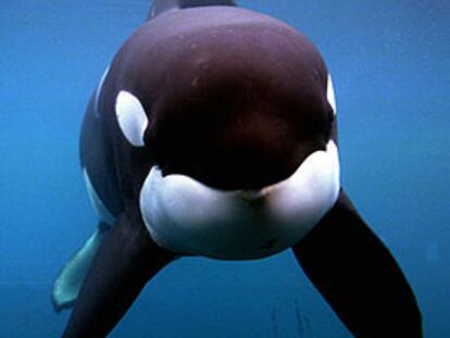 La orca <i>Keiko,</i> en un tanque del Acuarium de Oregón en 1998.