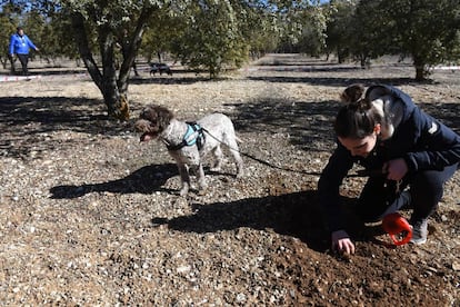 Una participante del XVII concurso nacional de perros rastreadores de trufas celebrado en 2019 en Abejar (Soria).