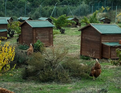 Casitas de madera para las gallinas camperas de Granjas Redondo, en El Barraco (Ávila). Imagen proporcionada por la empresa.