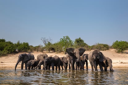 El parque nacional de Chobe cuenta con más de 100.000 elefantes.