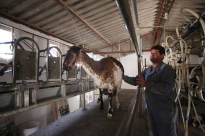 En rebaños semiestabulados de cabra payoya, como el de José María González, se ordeñan las cabras dos veces al día durante el periodo de lactación de la primavera.