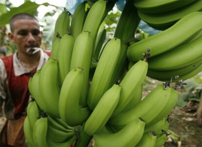 Un trabajador de la finca bananera El Esfuerzo de El Salvador.