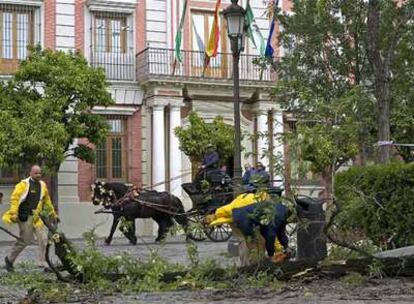 Operarios del Ayuntamiento de Sevilla retiran la rama de un árbol caída como consecuencia del temporal de lluvia y viento.