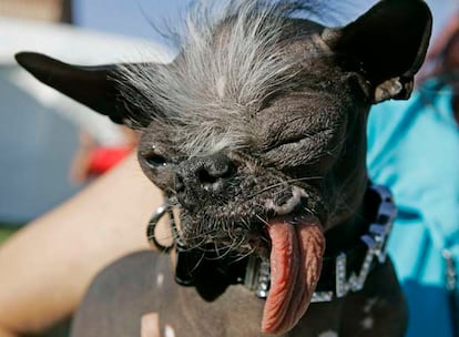 Este perro crestado chino ha obtenido el título de 'Perro más feo del mundo 2007'. Con tan sólo 6 libras de peso, su pequeño tamaño no le ha impedido alzarse con tan llamativo galardón.