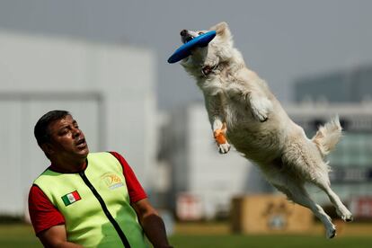 Un entrenador hace una demostracin con un perro entrenado, por el 30? aniversario de la Unidad Canina de la Polica Federal, en Ciudad de Mxico (Mxico), el 16 de abril de 2019. Con 166 perros, de razas pastor alemn, pastor belga malinois, pastor holands y un xoloitzcuintle, entrenados para detectar narcticos, papel moneda, personas, armas y explosivos, la Polica Federal de Mxico festej 30 a?os de la creacin de su unidad canina establecida el 16 de abril de 1989.