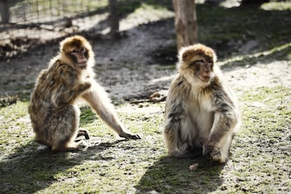 Dos macacos de Berbería. La población de esta especie, procedente de los Montes Atlas, aunque son más conocidos como los monos de Gibraltar, se está diezmando rápidamente por el tráfico ilegal. Cada año, entran en España unas 300 crías, para lo cual han tenido que matar a sus madres.