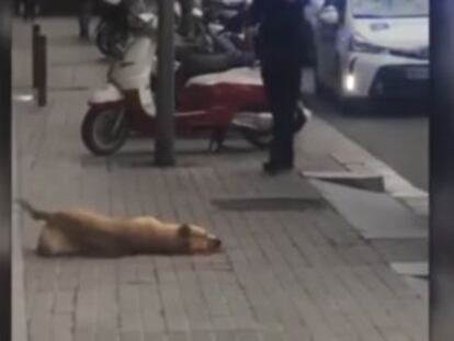 Testigos de los hechos aseguran que el animal no estaba mordiendo al agente de la Guardia Urbana