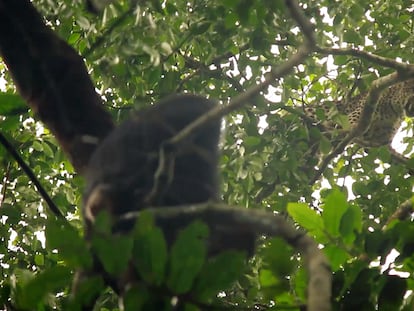 Instante del vídeo en el que el leopardo amenaza con sus colmillos a la bonoba 'Flora'.