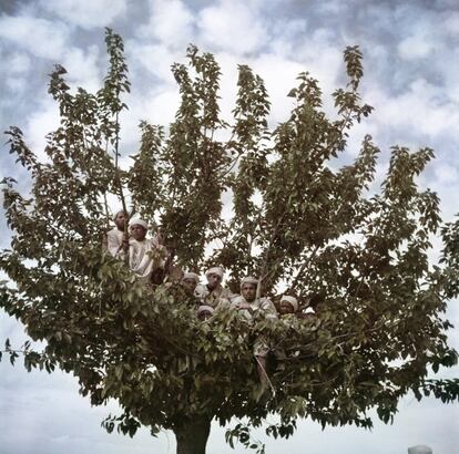 Espectadores em uma árvore contemplam o passo do sultão Sidi Mohammed, em Fez, Marrocos, em 1949.