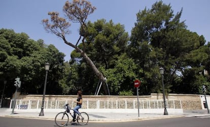 Un árbol muerto y apuntalado asoma en el Jardín de Monforte de Valencia.