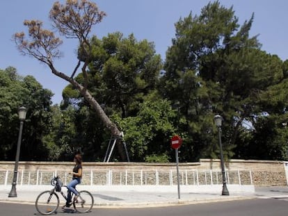 Un árbol muerto y apuntalado asoma en el Jardín de Monforte de Valencia.