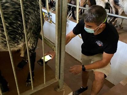 Juan Ocaña controlando los chips adheridos a las patas de las cabras.