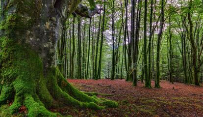 Un bosque de Errenteria.