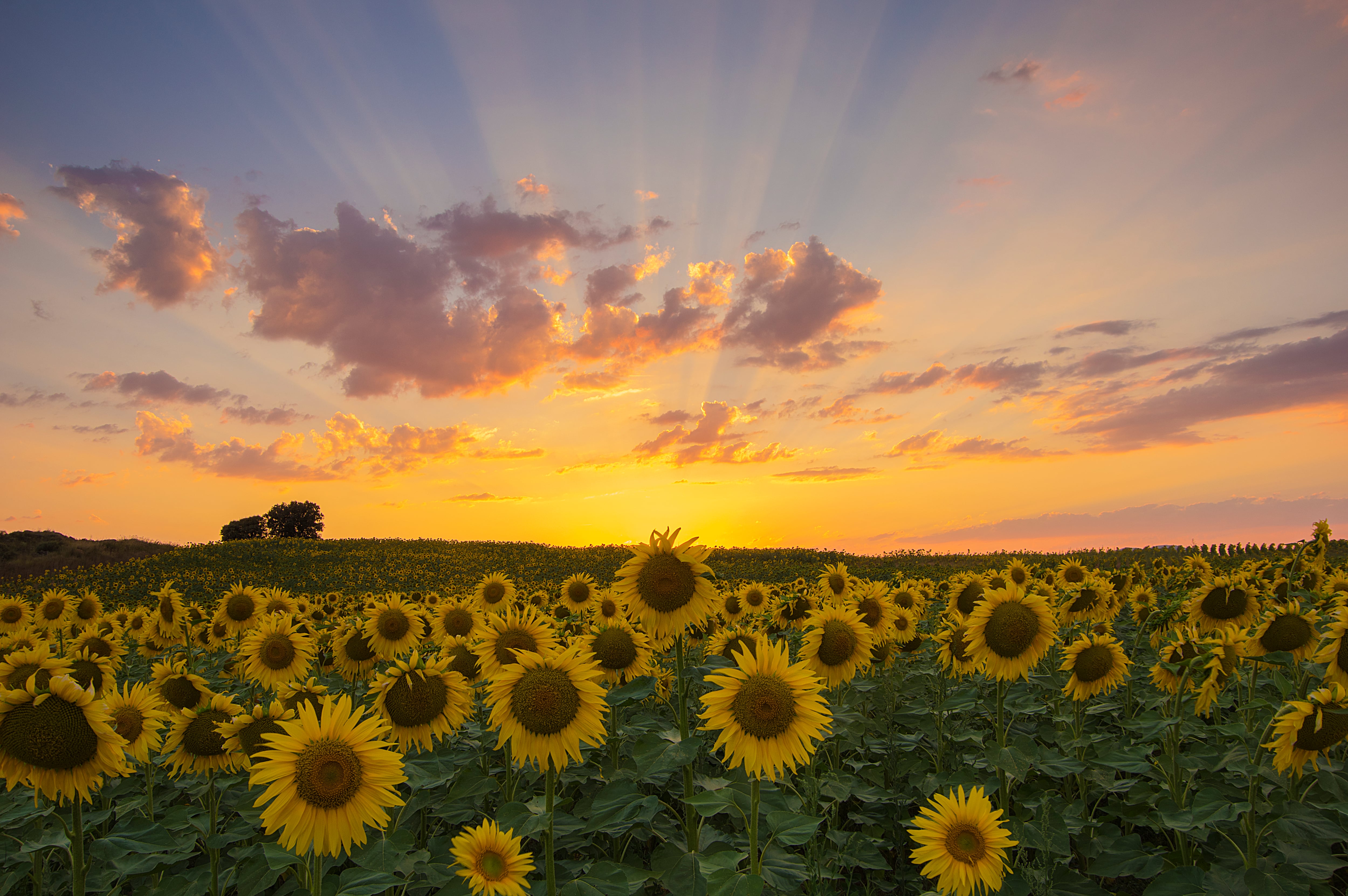 Adiós lavanda, hola girasoles: un viaje por Burgos cuando en agosto cambia de color