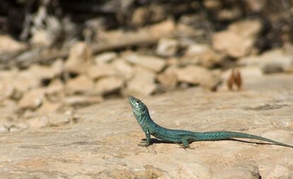 'Podarcis pityusensis formenterae', la lagartija de las Pitiusas, de color azul y endémica de Baleares.