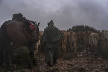 De Ruidera a Alhambra, en Ciudad Real. Casi 20 kilómetros será la jornada del día. La lluvia les acompañará hasta la noche. <br><b>Trashumantes en marcha</b><br>La marcha precisa grandes preparativos; los nervios y el trabajo intenso se empiezan a sentir en las casas de los ganaderos un mes antes de la partida. Hogares en los que se escuchan los acentos andaluz y aragonés y que permanecen cerrados hasta el retorno de los dueños, seis meses después. Viajan en noviembre y en junio. Pastores y pastoras migran a caballo, y sus perros les ayudan a desplazar a los rebaños de ovejas y vacas. Juntos recorren las cañadas reales. En España, la red de vías que comunican las dehesas de invierno con las de verano suma 125.000 kilómetros. Y la trashumancia fue declarada manifestación representativa del patrimonio cultural inmaterial en 2017. En los meses con temperaturas bajas, la lluvia y el frío son los compañeros de viaje y las ropas quedan impregnadas del olor a humo de la hoguera que da calor por las noches. En verano se refrescan en los ríos que encuentran a su paso. Un modo de vida ancestral. —EPS