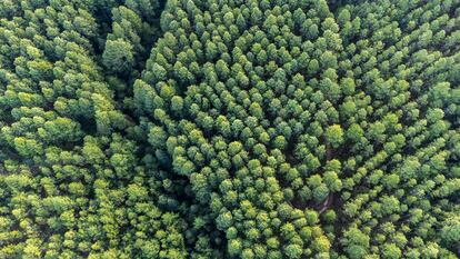 La iniciativa 'Un seguro, un árbol' puesta en marcha por la compañía de seguros protege la sostenibilidad y la biodiversidad mediante la reforestación de algunas de las zonas más amenazadas de la Tierra.